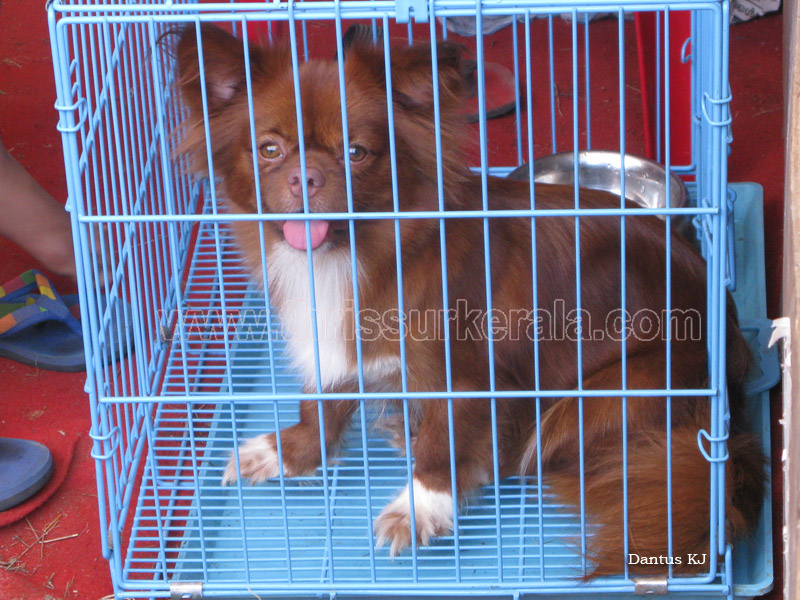 Mannuthy-Thrissur-Dog-Show-2011 (43)